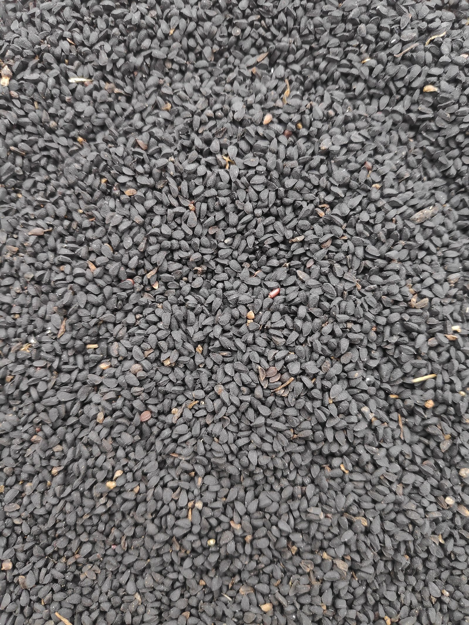 Nigella sativa sowing seeds ready for Nexora Farms packets